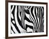 Zebra-null-Framed Giclee Print