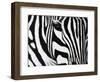 Zebra-null-Framed Giclee Print