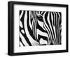 Zebra-null-Framed Giclee Print