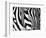 Zebra-null-Framed Giclee Print