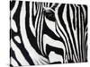 Zebra-null-Stretched Canvas