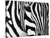 Zebra-null-Stretched Canvas