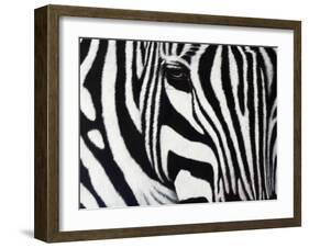 Zebra-null-Framed Giclee Print