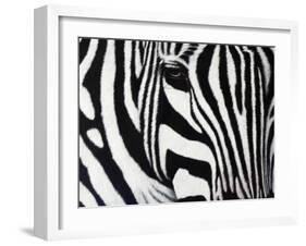 Zebra-null-Framed Giclee Print