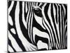 Zebra-null-Mounted Giclee Print