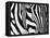 Zebra-null-Framed Stretched Canvas