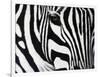 Zebra-null-Framed Giclee Print