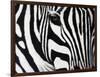 Zebra-null-Framed Giclee Print