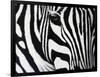 Zebra-null-Framed Giclee Print