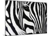 Zebra-null-Mounted Premium Giclee Print