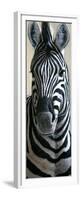 Zebra-Jeremy Paul-Framed Premium Giclee Print