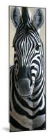 Zebra-Jeremy Paul-Mounted Premium Giclee Print