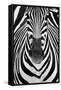 ZEBRA-Juan Luis Duran-Framed Stretched Canvas