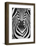 ZEBRA-Juan Luis Duran-Framed Photographic Print