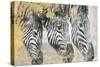 Zebra-Dina Peregojina-Stretched Canvas