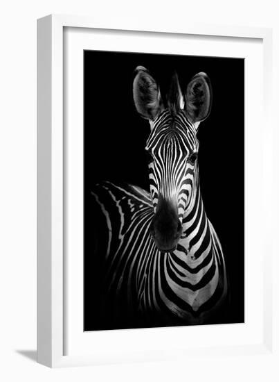 Zebra-Incado-Framed Premium Photographic Print