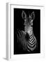 Zebra-Incado-Framed Premium Photographic Print