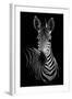 Zebra-Incado-Framed Photographic Print