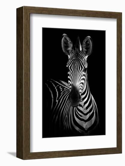 Zebra-Incado-Framed Photographic Print