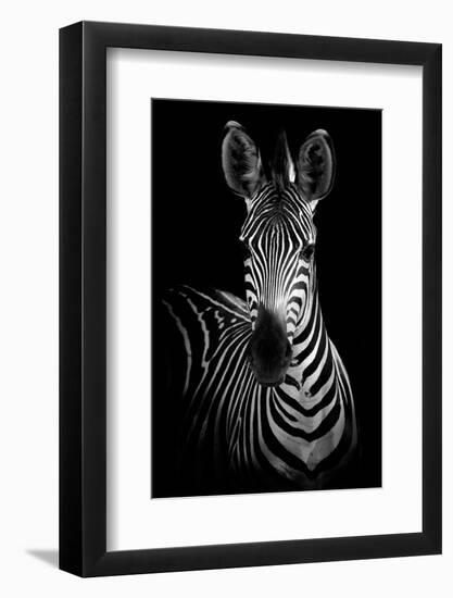 Zebra-Incado-Framed Photographic Print