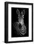 Zebra-Incado-Framed Photographic Print