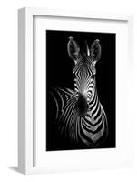 Zebra-Incado-Framed Photographic Print