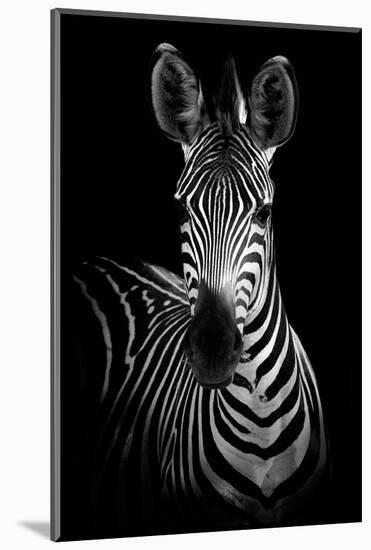 Zebra-Incado-Mounted Photographic Print