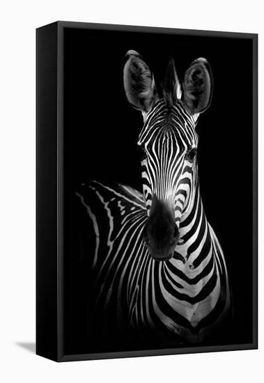 Zebra-Incado-Framed Stretched Canvas