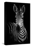 Zebra-Incado-Stretched Canvas
