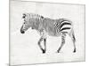 Zebra-OnRei-Mounted Art Print