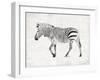 Zebra-OnRei-Framed Art Print