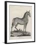 Zebra-J. Pass-Framed Art Print