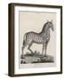 Zebra-J. Pass-Framed Art Print