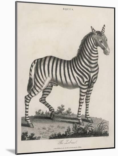Zebra-J. Pass-Mounted Art Print