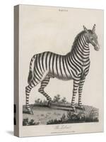 Zebra-J. Pass-Stretched Canvas
