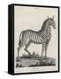 Zebra-J. Pass-Framed Stretched Canvas