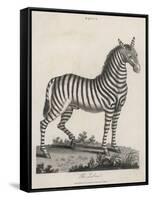 Zebra-J. Pass-Framed Stretched Canvas