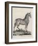 Zebra-J. Pass-Framed Art Print