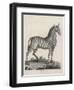 Zebra-J. Pass-Framed Art Print