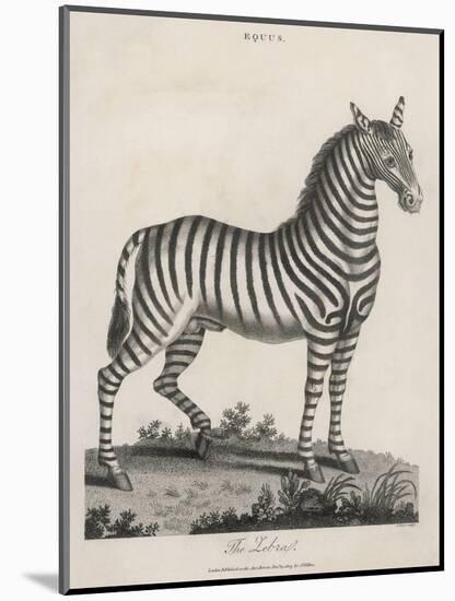 Zebra-J. Pass-Mounted Art Print
