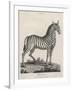 Zebra-J. Pass-Framed Art Print