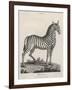 Zebra-J. Pass-Framed Art Print