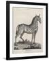 Zebra-J. Pass-Framed Art Print