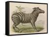 Zebra-Brittan-Framed Stretched Canvas