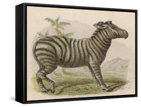 Zebra-Brittan-Framed Stretched Canvas