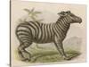 Zebra-Brittan-Stretched Canvas