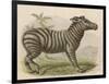 Zebra-Brittan-Framed Art Print