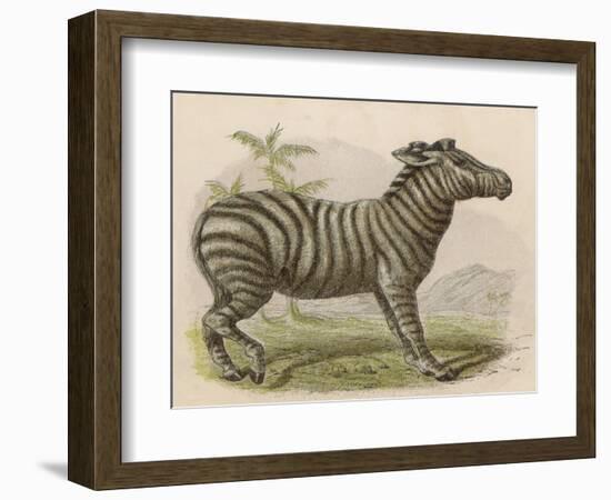 Zebra-Brittan-Framed Art Print