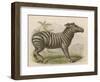 Zebra-Brittan-Framed Art Print