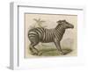 Zebra-Brittan-Framed Art Print